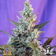 Sweet Seeds Sweet Skunk Fast Version